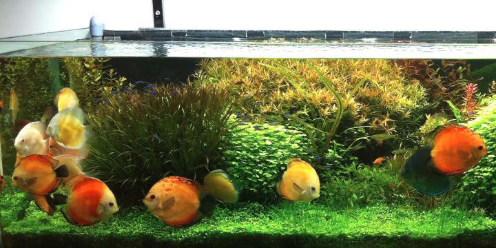 Mệnh Hỏa nuôi cá gì – Cách bố trí bể cá cảnh cho người mệnh Hỏa | Tử Vi Cổ Học