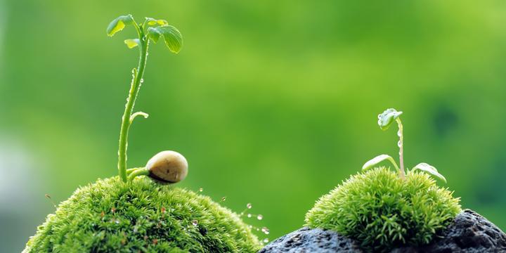 Mệnh Thủy hợp với cây gì? Chọn cây phong thủy cho người mệnh Thủy | Tử Vi Cổ Học