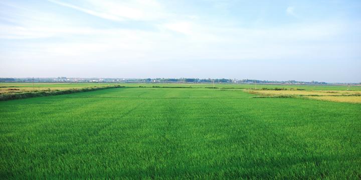 Tính cách người mệnh Mộc luận giải theo ngũ hành | Tử Vi Cổ Học