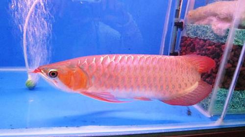 Chọn bể cá hợp phong thủy thôi là chưa đủ, muốn RƯỚC LỘC vào nhà, bạn còn phải biết chọn cá cảnh đúng “chuẩn” | Tử Vi Cổ Học