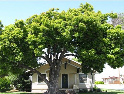 Trồng cây trong nhà sai cách, bảo sao tài lộc mãi không đến | Tử Vi Cổ Học