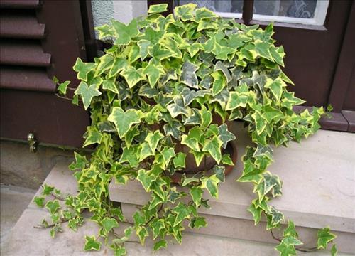 Muốn bình an, may mắn hãy trồng ngay cây thường xuân | Tử Vi Cổ Học