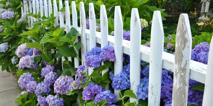 Mệnh Hỏa nên trồng cây gì – Cách bài trí cây xanh trong nhà đón tài lộc | Tử Vi Cổ Học