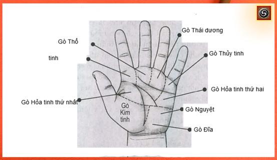 Xem bói tay, ý nghĩa của Gò bàn tay | Tử Vi Cổ Học