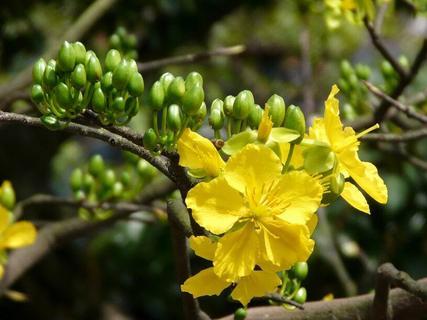 Xem bói qua bàn tay (Phần 2) | Tử Vi Cổ Học