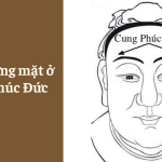 Xem tướng mặt ở Cung Phúc Đức