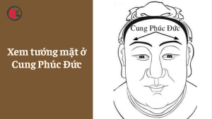 Xem tướng mặt ở Cung Phúc Đức