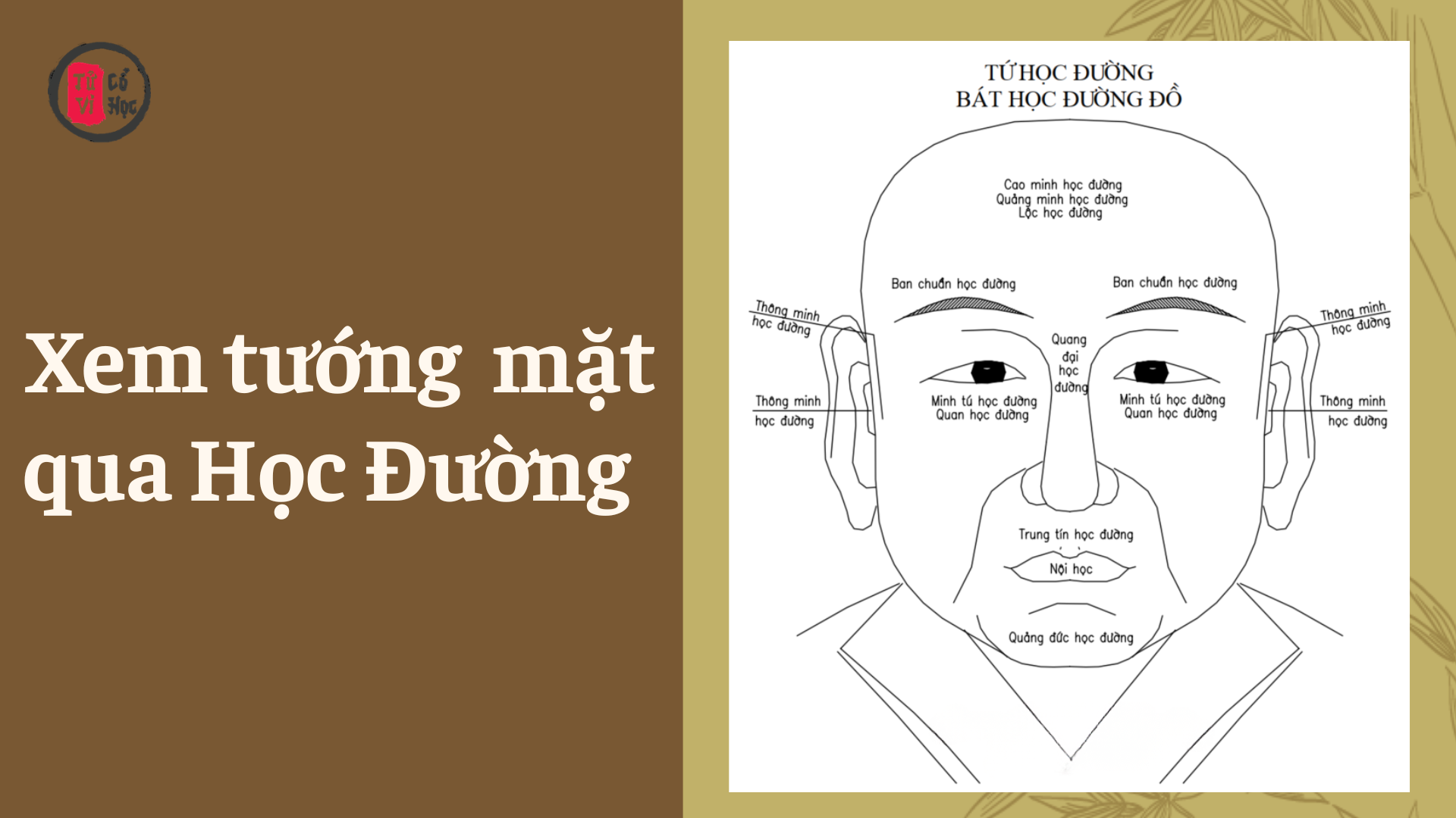 Xem tướng mặt Học Đường – Tử Vi Cổ Học
