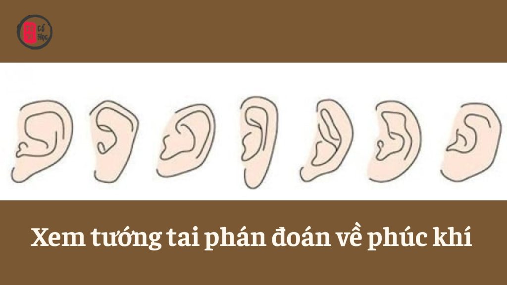 Xem tướng tai để đoán phúc khí 1 Xem tướng tai phán đoán về phúc khí - Tử Vi Cổ Học