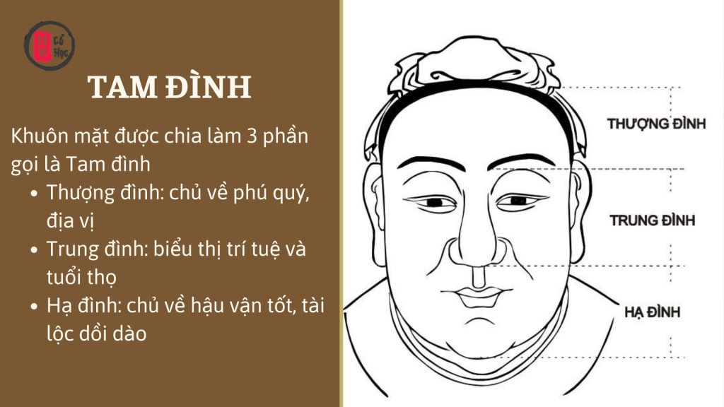 Xem tướng Tam đình trên mặt - Tử Vi Cổ Học