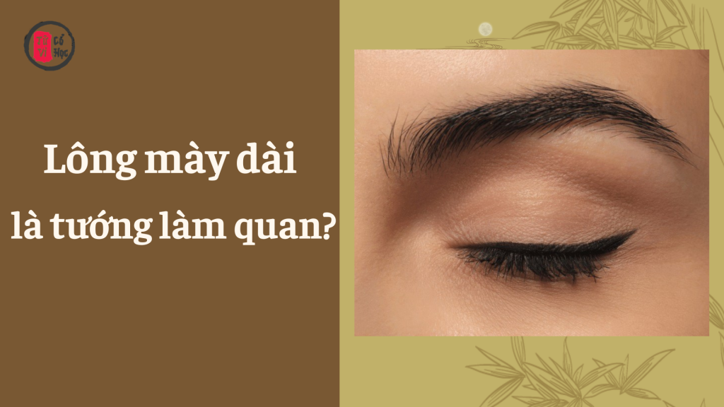 Có phải lông mày dài có tướng làm quan? - Tử Vi Cổ Học
