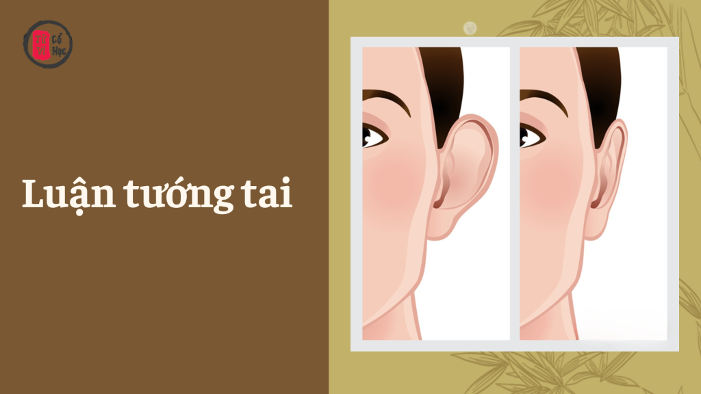 Xem bói tướng tai của bạn | Tử Vi Cổ Học