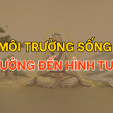 Môi trường sống ảnh hưởng đến hình tướng? | Tử Vi Cổ Học