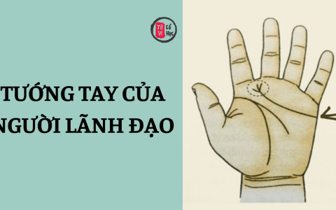Chỉ tay của bạn có phải là tướng tay của người làm lãnh đạo?
