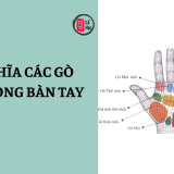 Vị trí và ý nghĩa các gò trên lòng bàn tay 8 Vị trí và ý nghĩa các gò có trên lòng bàn tay | Tử Vi Cổ Học