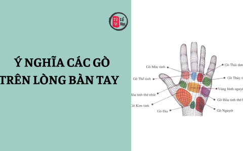 Vị trí và ý nghĩa các gò trên lòng bàn tay 14 Vị trí và ý nghĩa các gò trên lòng bàn tay