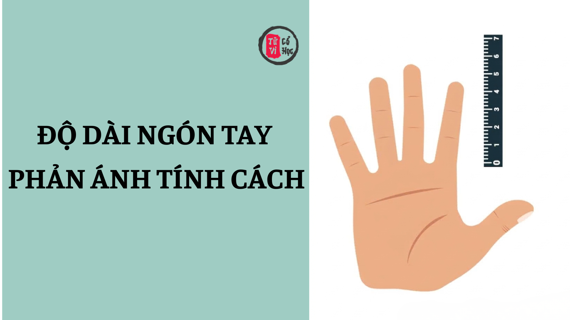 Độ dài các ngón tay nói lên tính cách con người 2 Độ dài các ngón tay và tính cách con người | Tử Vi Cổ Học