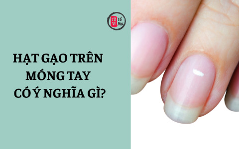 Hạt gạo trên móng tay có ý nghĩa gì? 15 Hạt gạo trên móng tay có ý nghĩa gì?