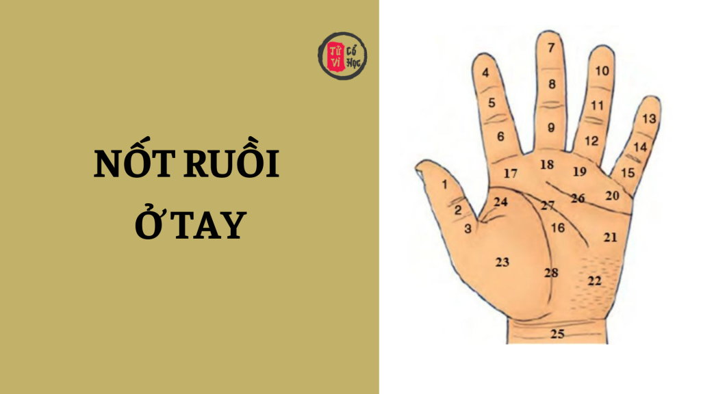 Nốt ruồi ở tay ăn vay cả đời nghĩa là gì? 1 Nốt ruồi ở tay ăn vay cả đời nghĩa là gì? | Tử Vi Cổ Học