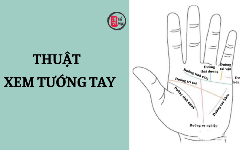 Kiến thức cơ bản trong thuật xem tướng tay 9 Kiến thức cơ bản trong thuật xem tướng tay