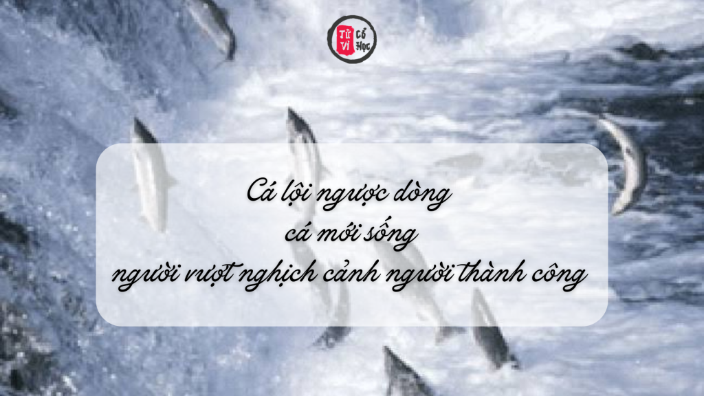 Cá lội ngược dòng cá mới sống, người vượt nghịch cảnh người thành công 1 Cá lội ngược dòng cá mới sống, người vượt nghịch cảnh người thành công | Tử Vi Cổ Học