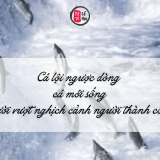 Cá lội ngược dòng cá mới sống, người vượt nghịch cảnh người thành công | Tử Vi Cổ Học