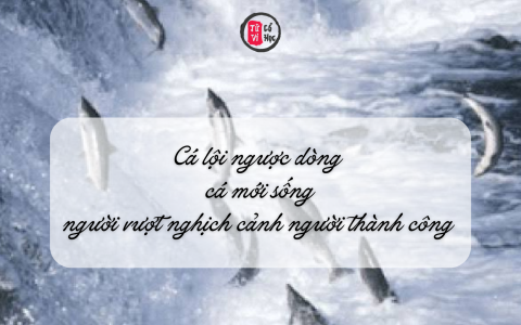 Cá lội ngược dòng cá mới sống, người vượt nghịch cảnh người thành công 3 Cá lội ngược dòng cá mới sống, người vượt nghịch cảnh người thành công